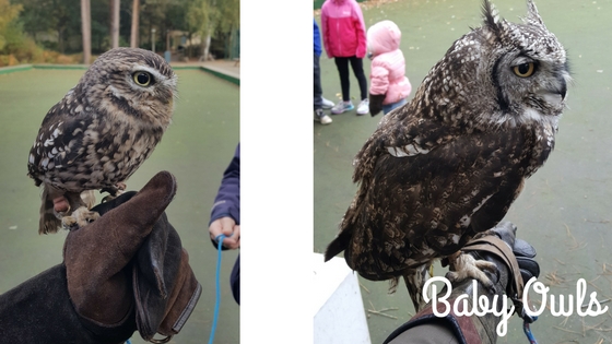 Center Parcs - Baby Owls