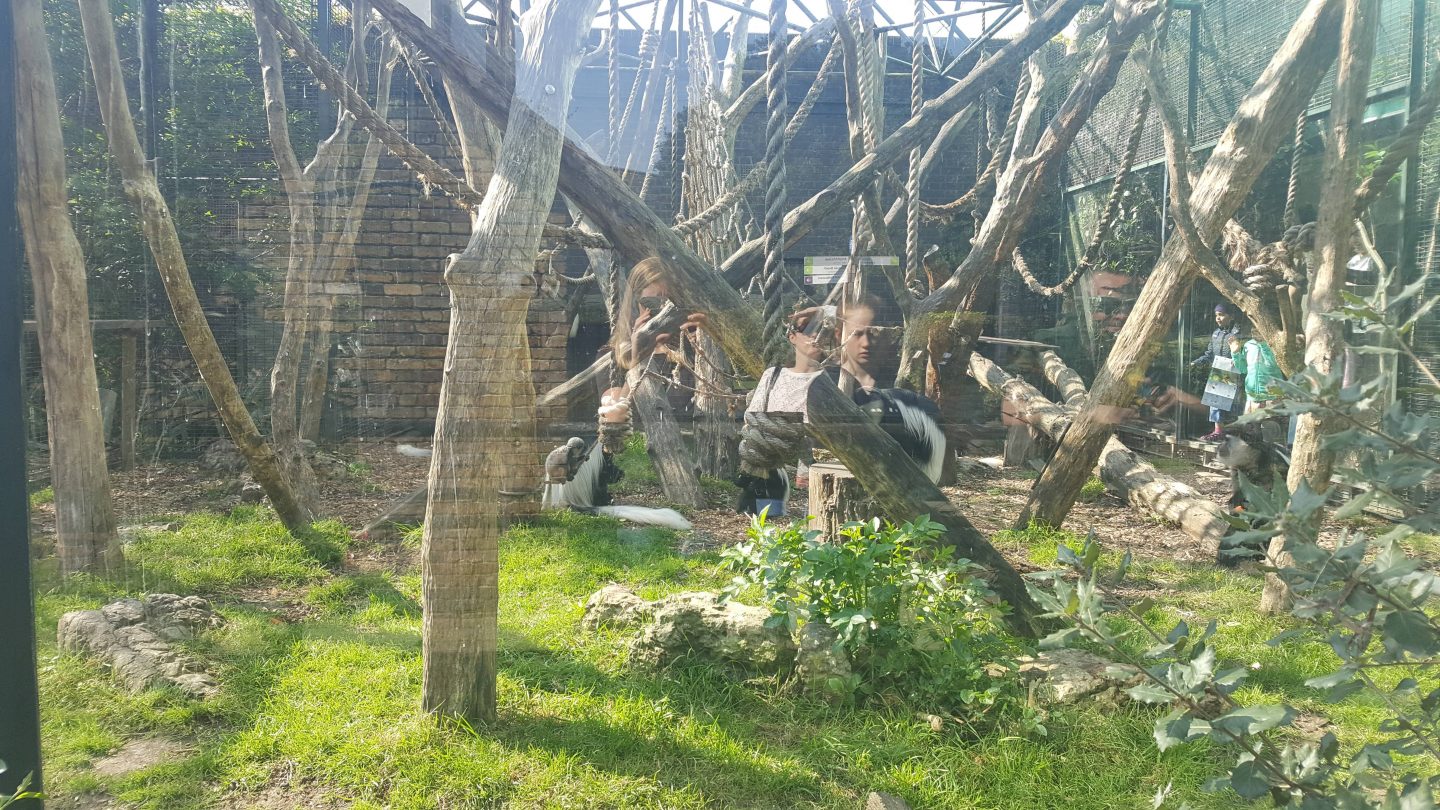 London Zoo Monkeys