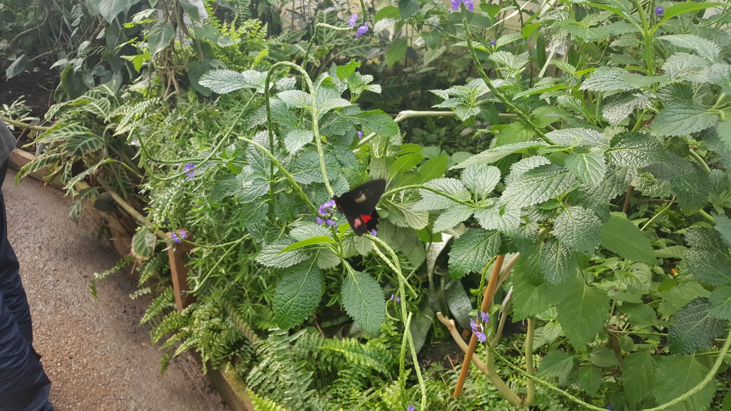 London Zoo Butterflies