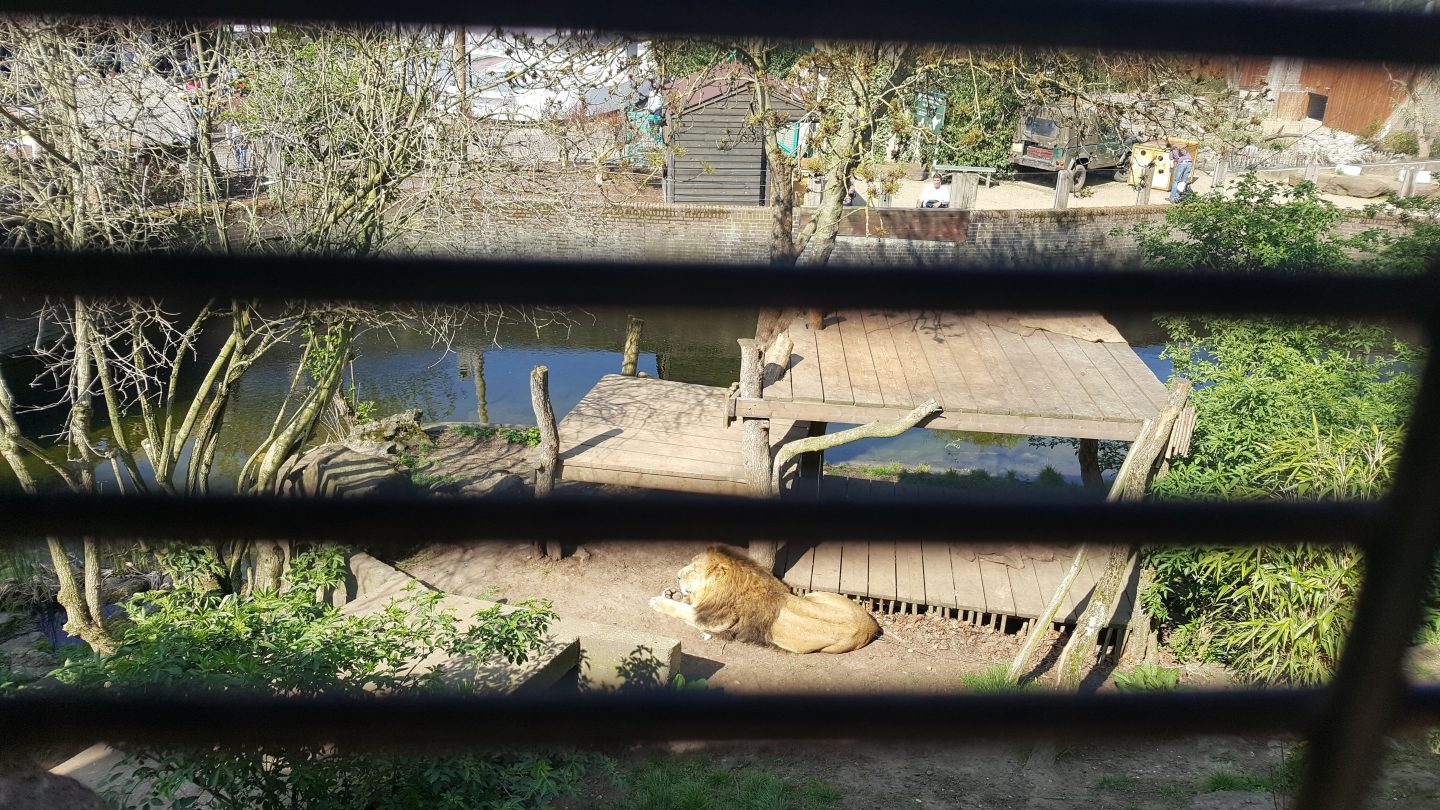 London Zoo Lions