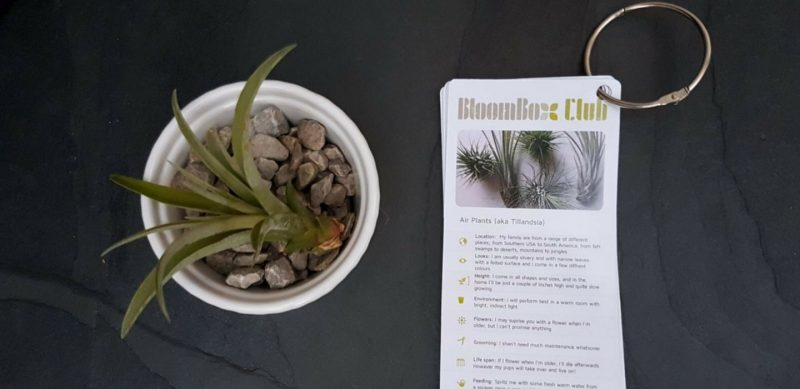 A BloomBox Club Review