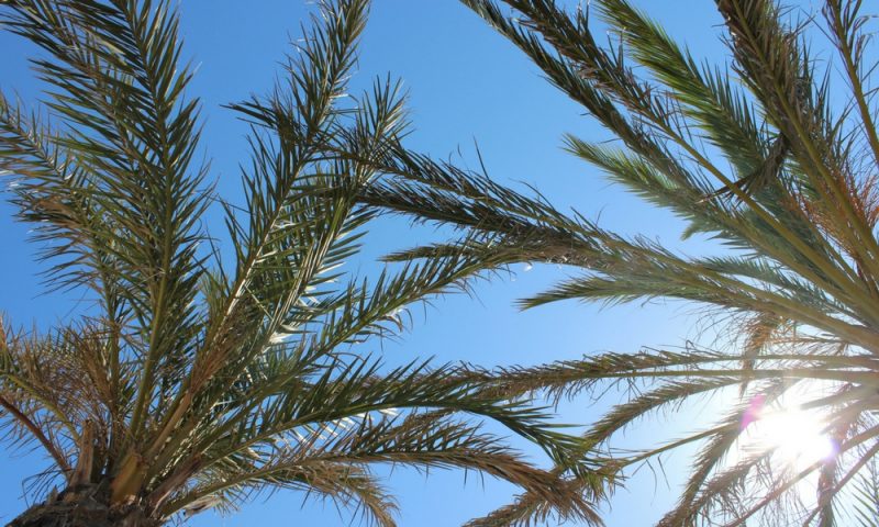 Palm trees and sunshine in Spain