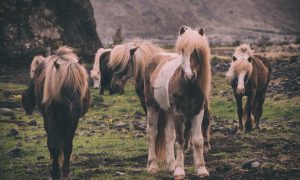 Horseback Riding in Iceland