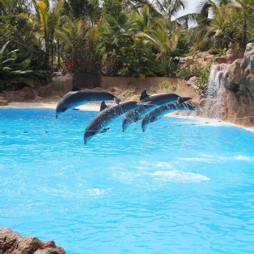 Dophins at Parque Loro in Tenerife
