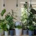 How frequently should you repot your indoor houseplants