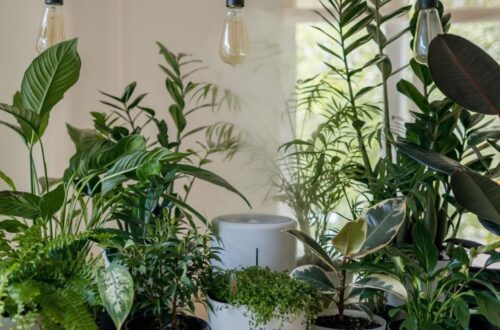 How frequently should you repot your indoor houseplants
